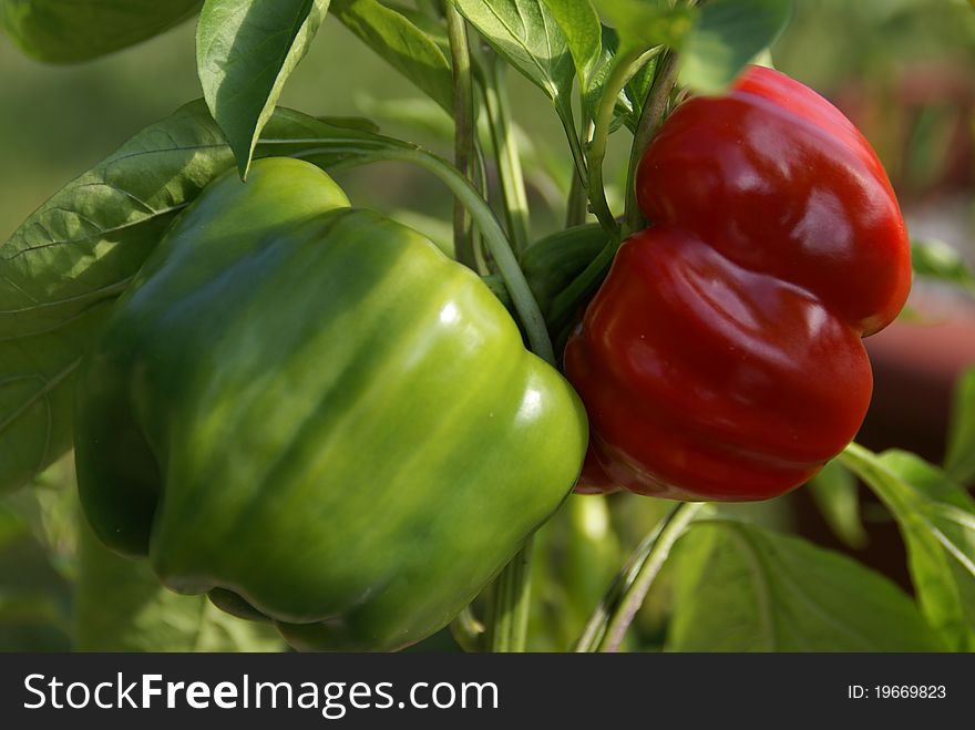 Green Peppers Turning Red