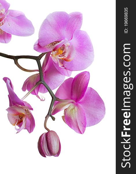 Pink orchid isolated on a white background. Pink orchid isolated on a white background