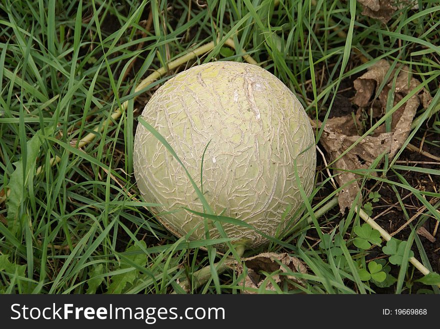 Small Musk Melon growing in a patch of grass