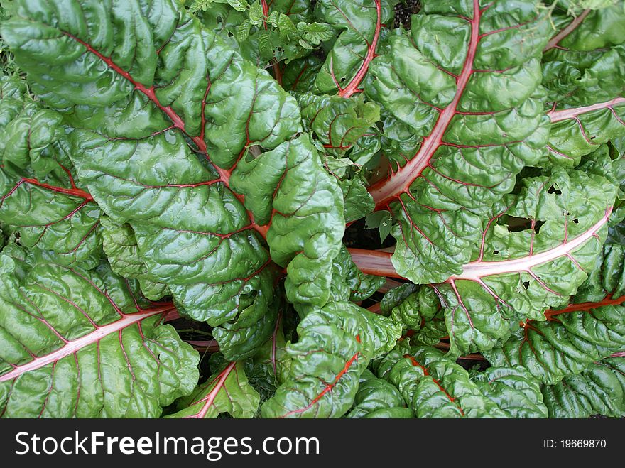 Bunches of Swiss Chard growing. Bunches of Swiss Chard growing