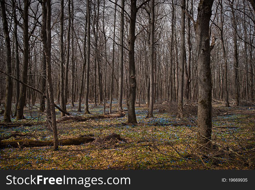 Spring forest with snowdrops