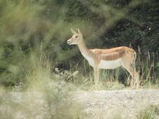 Lovely Deer In The Forest Royalty Free Stock Photography Lovely Deer In The Forest Royalty Free Stock Photography