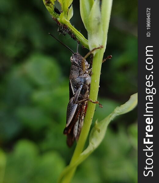 Locusts are a collection of certain species of short-horned grasshopper