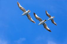 Three Seagulls Stock Photo
