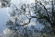 Branches Royalty Free Stock Photo Branches Royalty Free Stock Photo