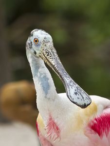 Adult Roseate Spoonbill Stock Photography