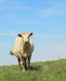 Cow In Pasture Stock Images