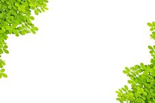 Frame Leaves Royalty Free Stock Photography Frame Leaves Royalty Free Stock Photography