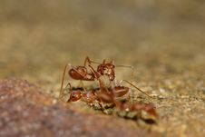 Red Ant Stock Photo Red Ant Stock Photo