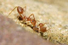 Red Ant Royalty Free Stock Photo Red Ant Royalty Free Stock Photo
