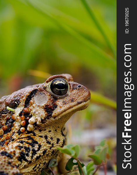 Magnificently patiently pondering Bull Frog by a river in Quebec.