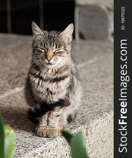 Tabby cat on the porch. Tabby cat on the porch