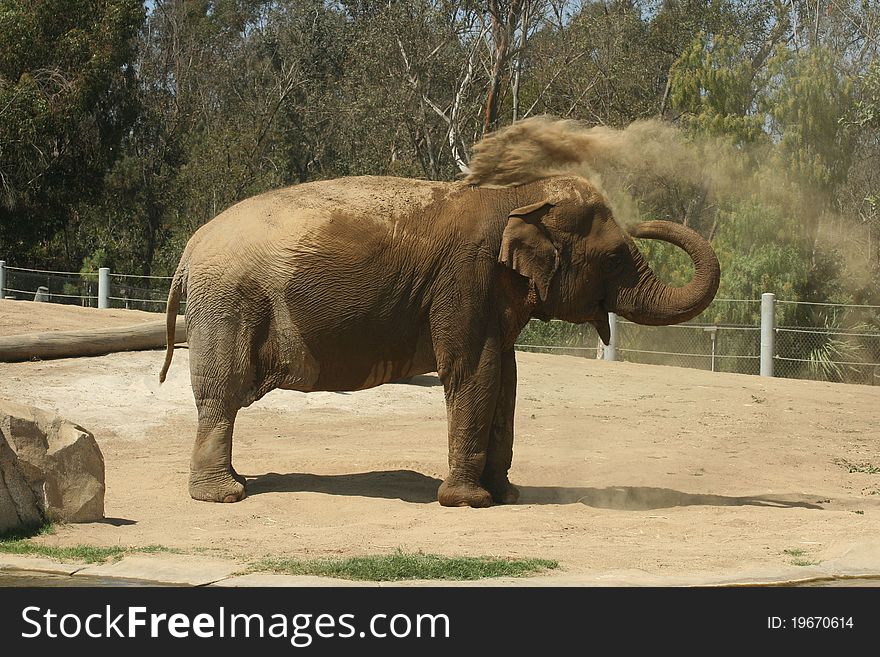 Elephant happily giving himself a dirt bath. Elephant happily giving himself a dirt bath