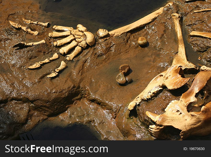 Prehistoric Bones