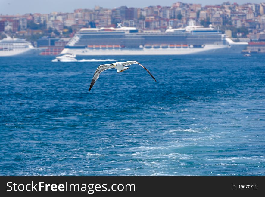 Beautiful seagull on Istanbul background. Beautiful seagull on Istanbul background