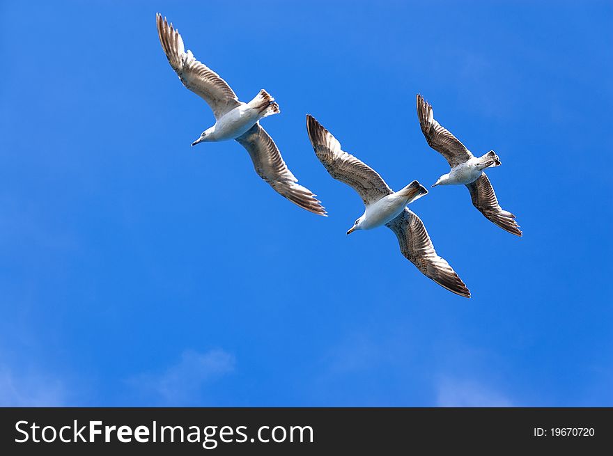 Three seagulls on blue sky background
