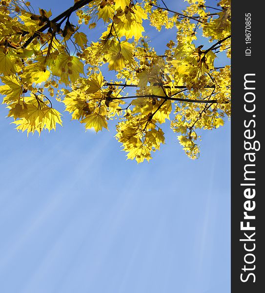 Autumn, Yellow branch with leafs. Autumn, Yellow branch with leafs