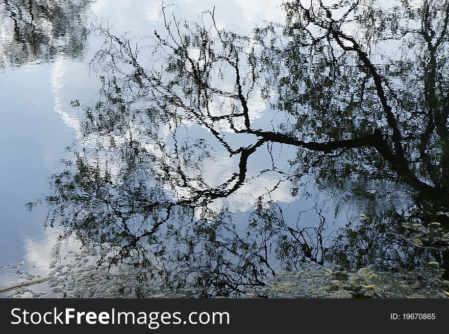 Black branches reflection in the water