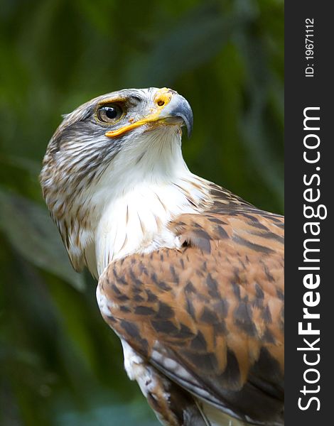 Ferruginous Hawk Portrait