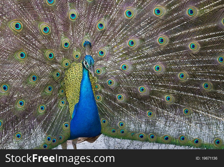 Peafowl with feathers open to attract the female
