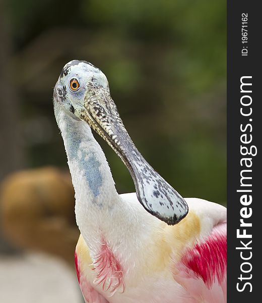 Adult Roseate Spoonbill portrait close up