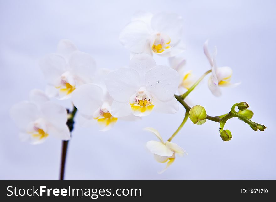 White flower orchid. All isolated on blue background. White flower orchid. All isolated on blue background.