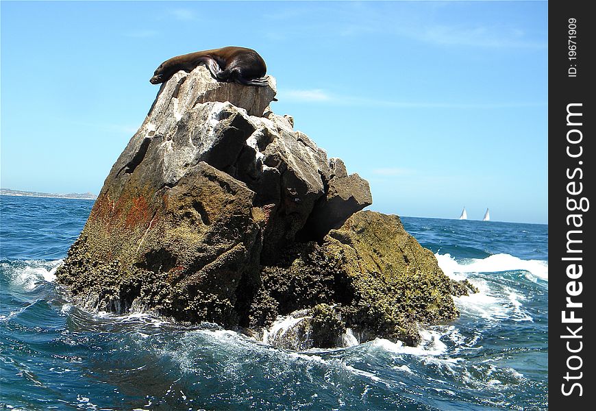 A sea lion in Cabo, Mexico on a rock in the ocean. A sea lion in Cabo, Mexico on a rock in the ocean.