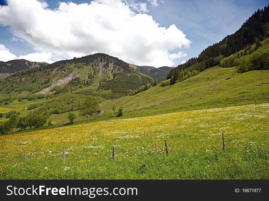 Flower meadow in the austrian alps