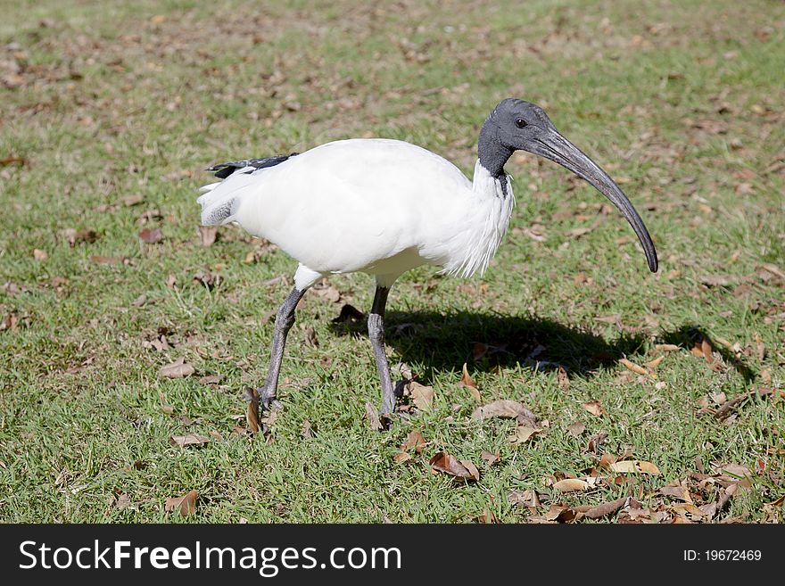 Closeup of an Australian White Ibis walking