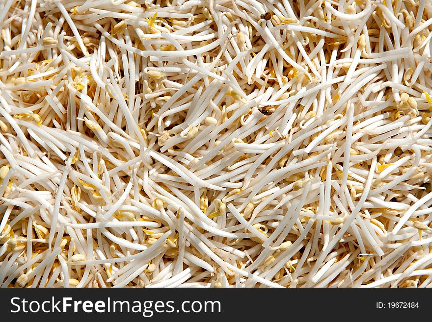 Many raw small Bean Sprouts