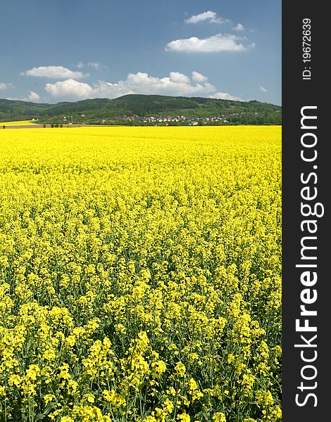 A field with flowering yellow oilseed rapeseed