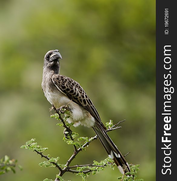 Pleasing portrait of a Grey Hornbill