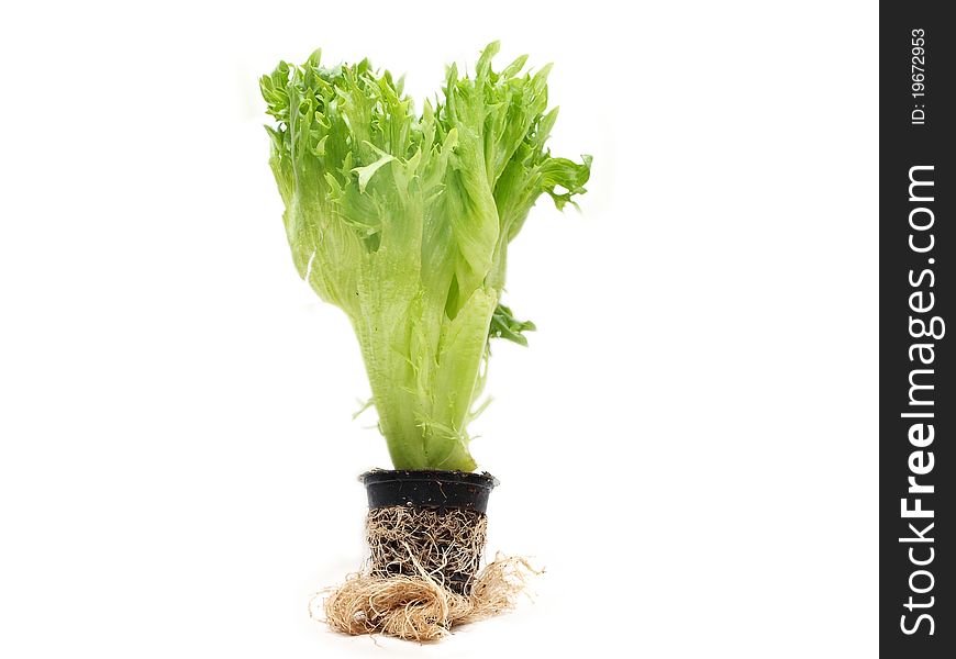 Lettuce in a pot, isolated towards white background