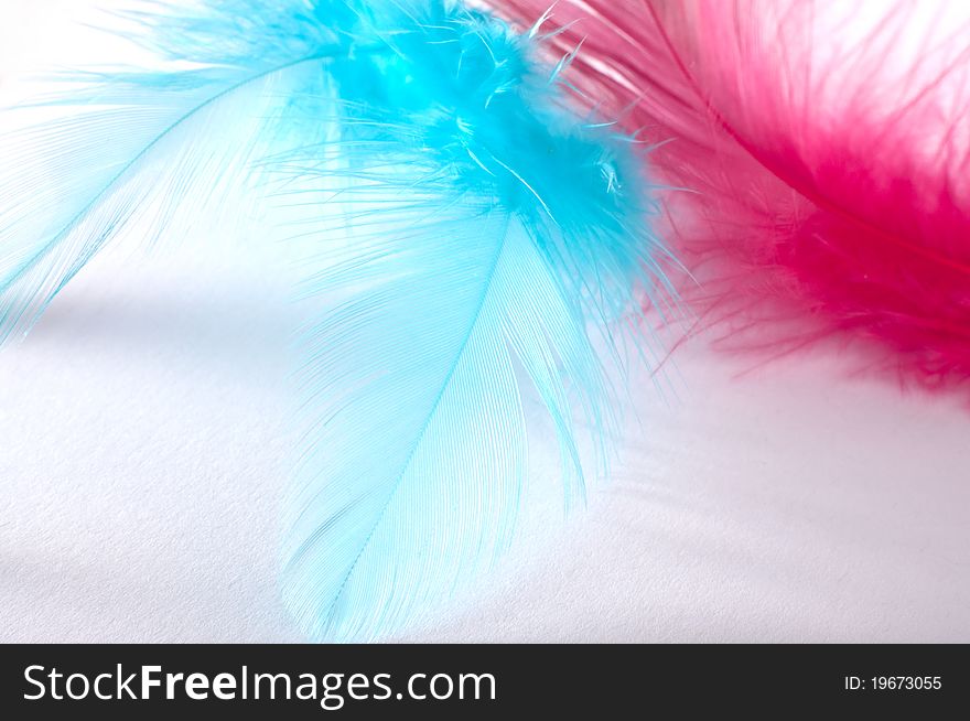 Feathers, isolated on white background