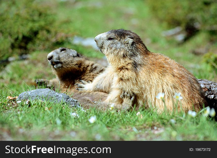 Marmots Playing Fight