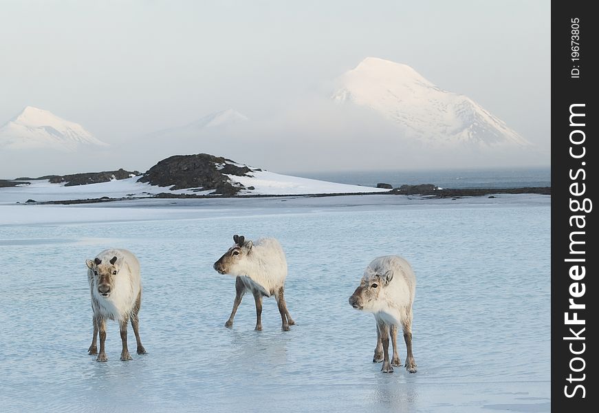 Three Arctic musketeers - wild reindeers
