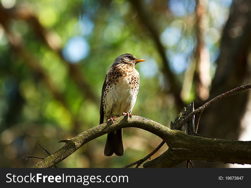 Fieldfare sits on a twig