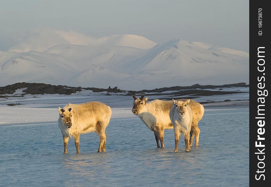 Wild reindeers standing in the water, Arctic, Svalbard. Wild reindeers standing in the water, Arctic, Svalbard