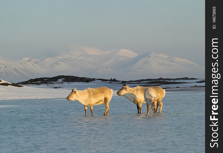Wild Arctic Reindeers Standing In The Water