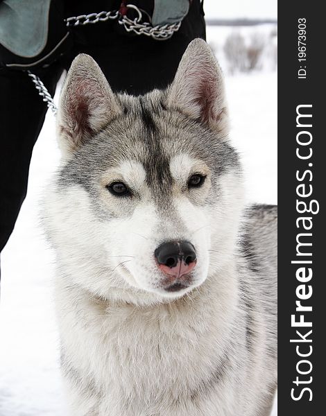 Husky dog breed in the winter outdoors