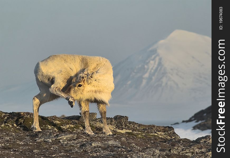 Wild Svalbard Reindeer Portrait