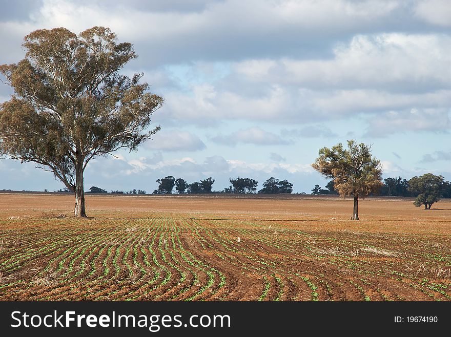 A crop not long planted in a paddock. A crop not long planted in a paddock
