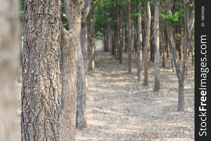 Forest in Thailand.