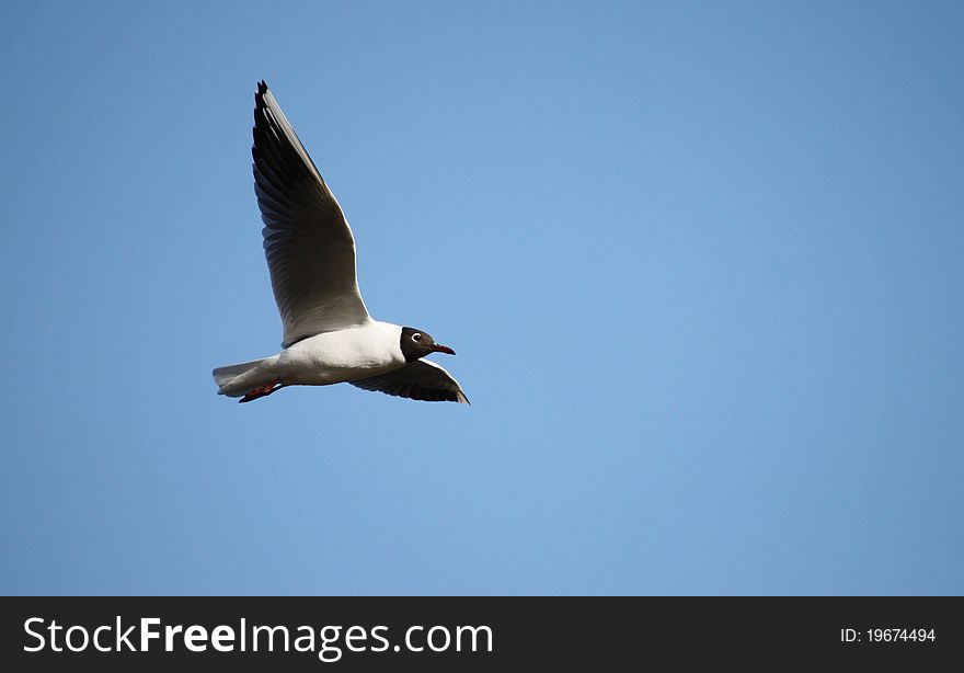 A Black Headed Gull Flying Against a Bright Blue Sky. A Black Headed Gull Flying Against a Bright Blue Sky.