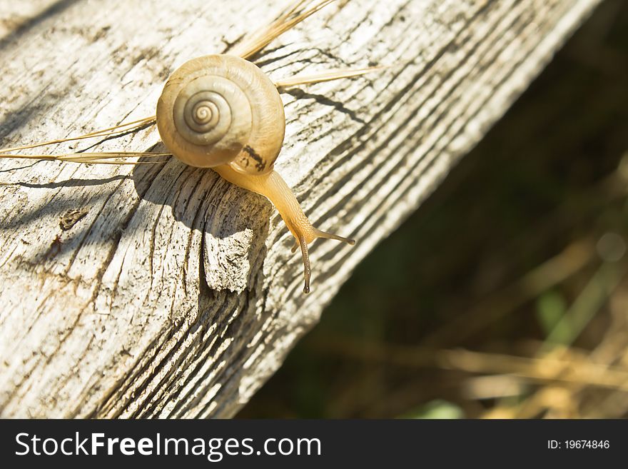 Garden Snail