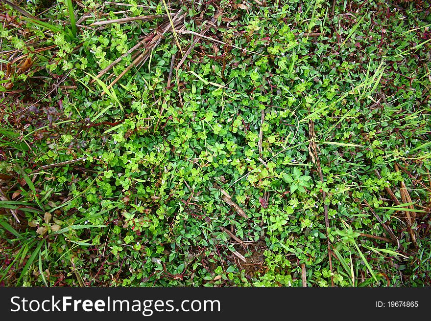 Green Grass Background Picture