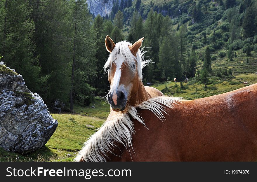 Photo taken in Trentino Alto Adige, horses at liberty. Photo taken in Trentino Alto Adige, horses at liberty