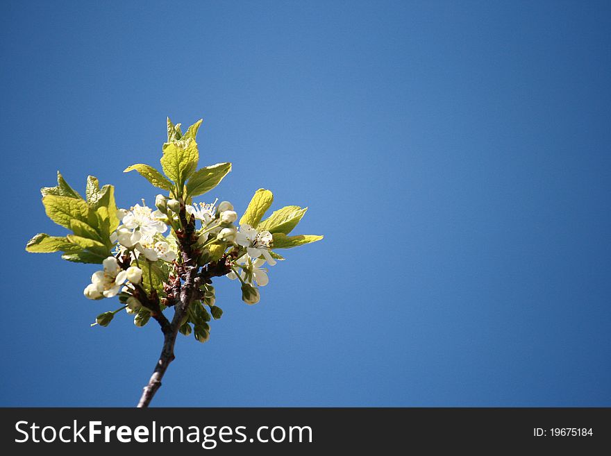 Apple tree Blossoming in spring