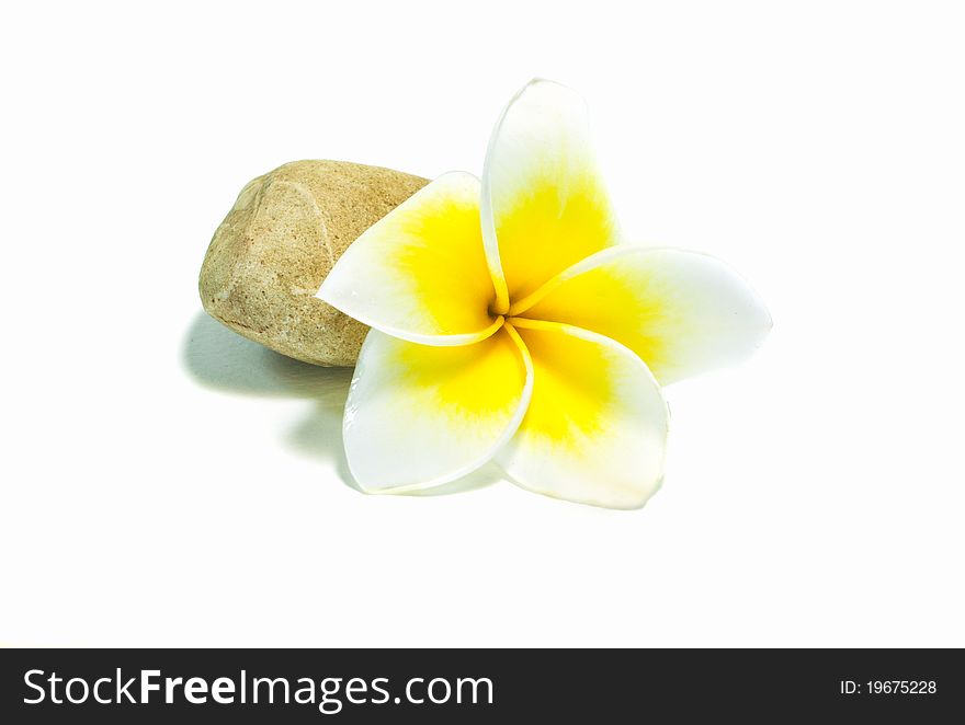 Frangipani on white background . an originate in asia.