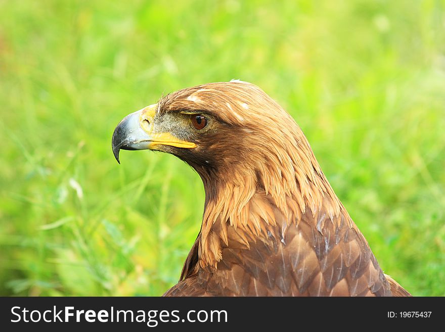 The isolated portrait of hawk. The isolated portrait of hawk